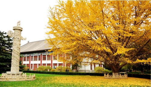 北京大学艺术学院艺术硕士考研权威数据统计